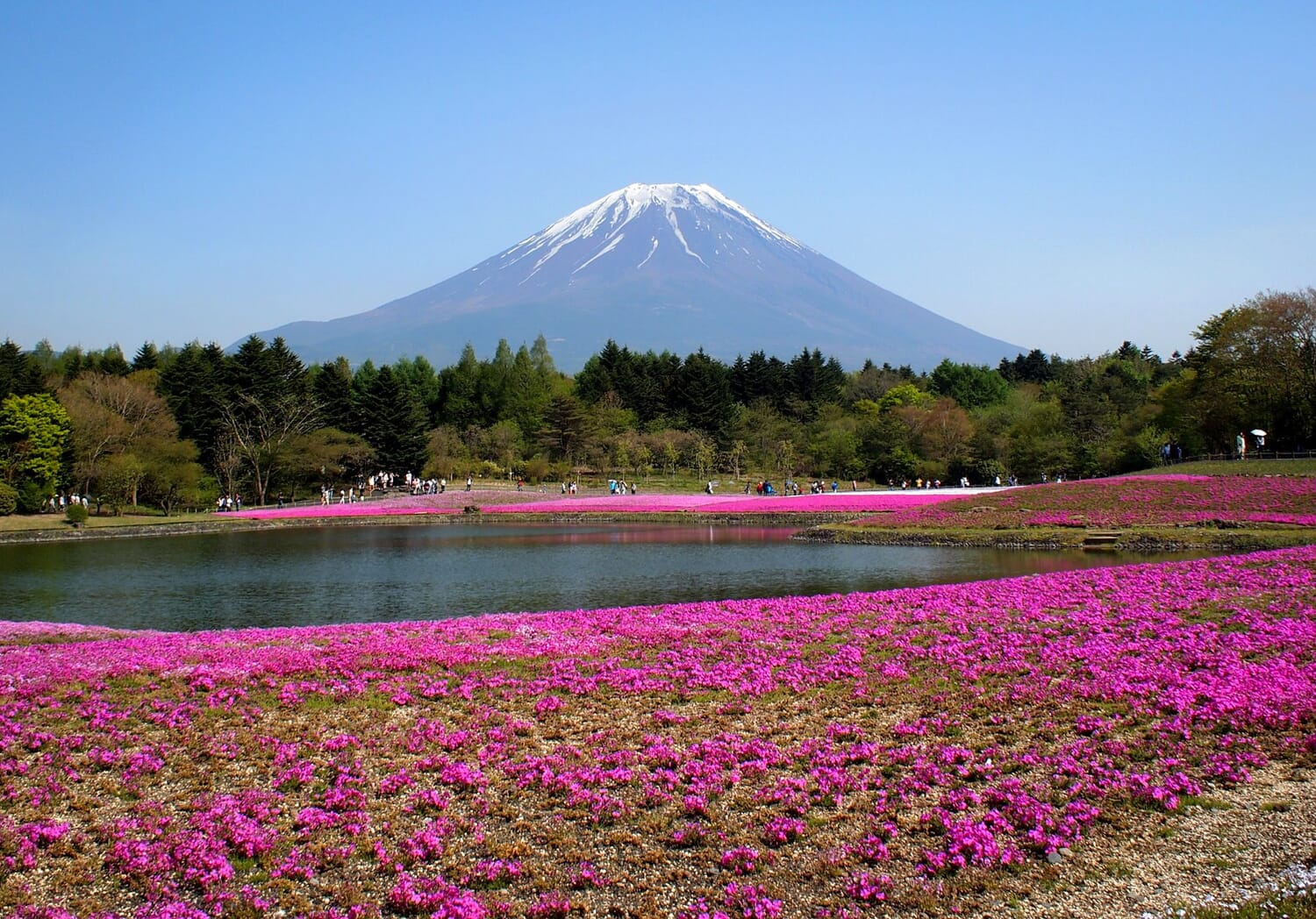 A sea of pink at Mt. Fuji's Shibazakura Festival