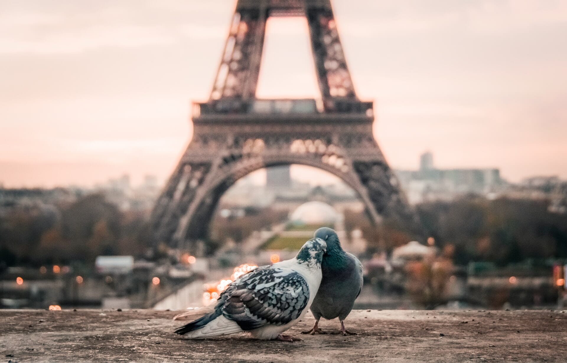 Birds in front of the Eiffel Tower at Trocadero