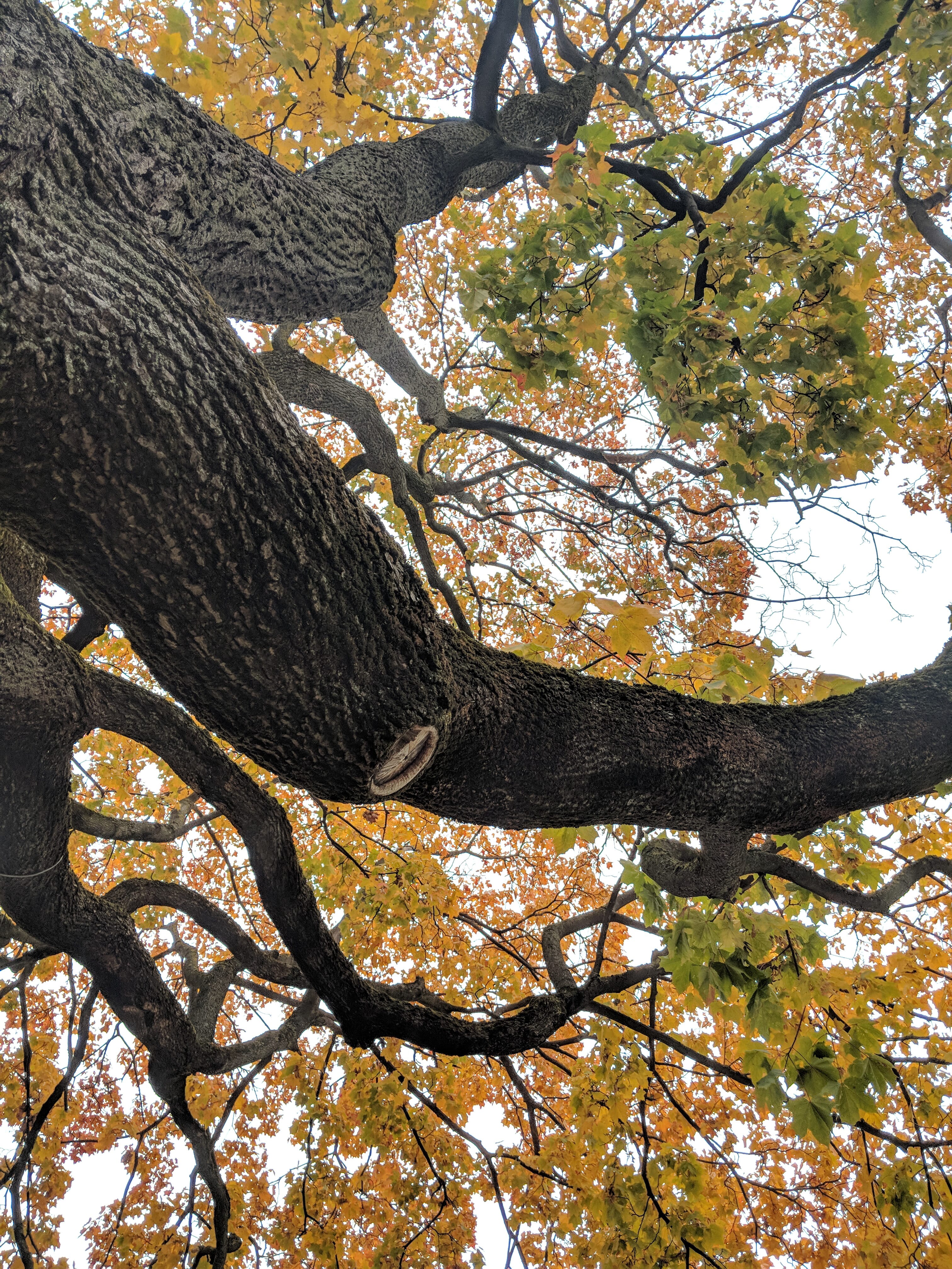 riga in autumn