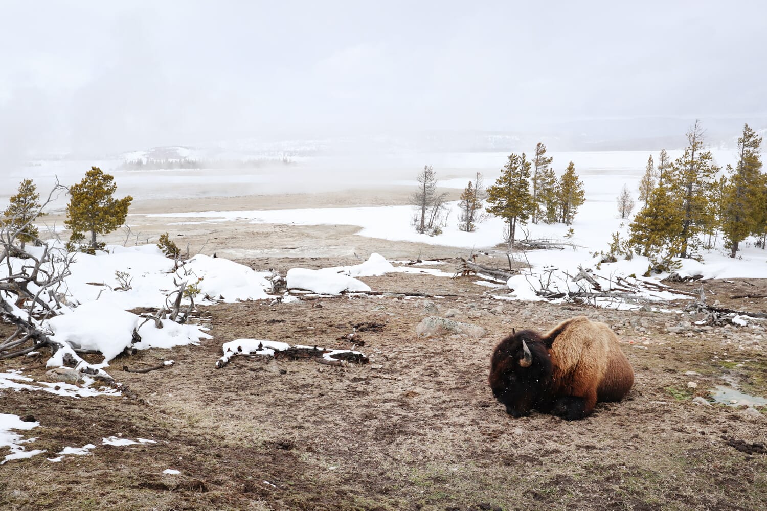 Bison on the Fountain Paint Pot Trail in winter