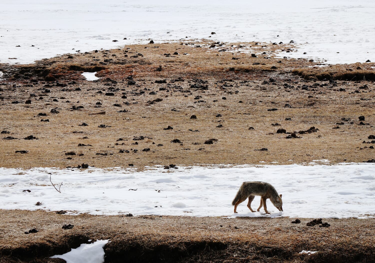 A lone coyote roaming through Yellowstone National Park in winter