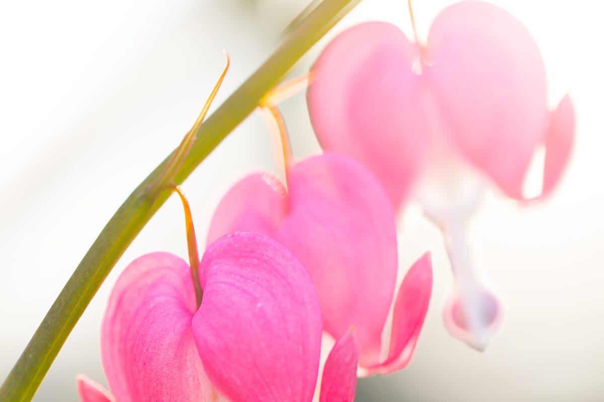 Shallow DOF