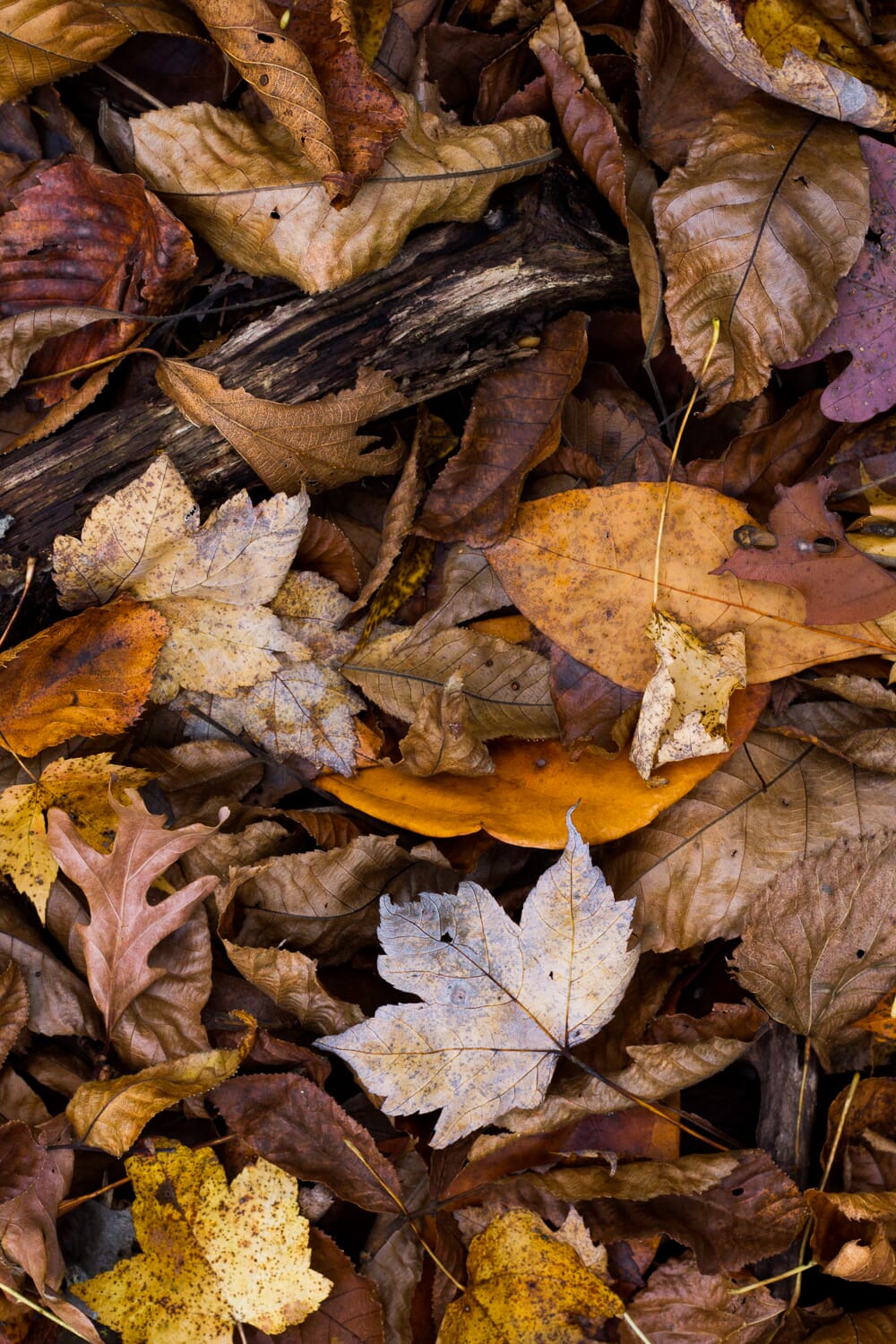 choosing the right aperture: basic camera settings