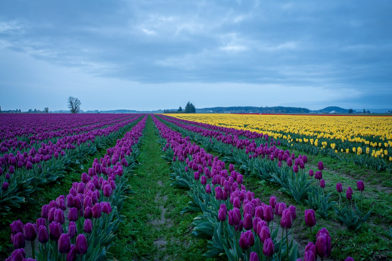 Tulip field in flat even overcast light showing saturated color