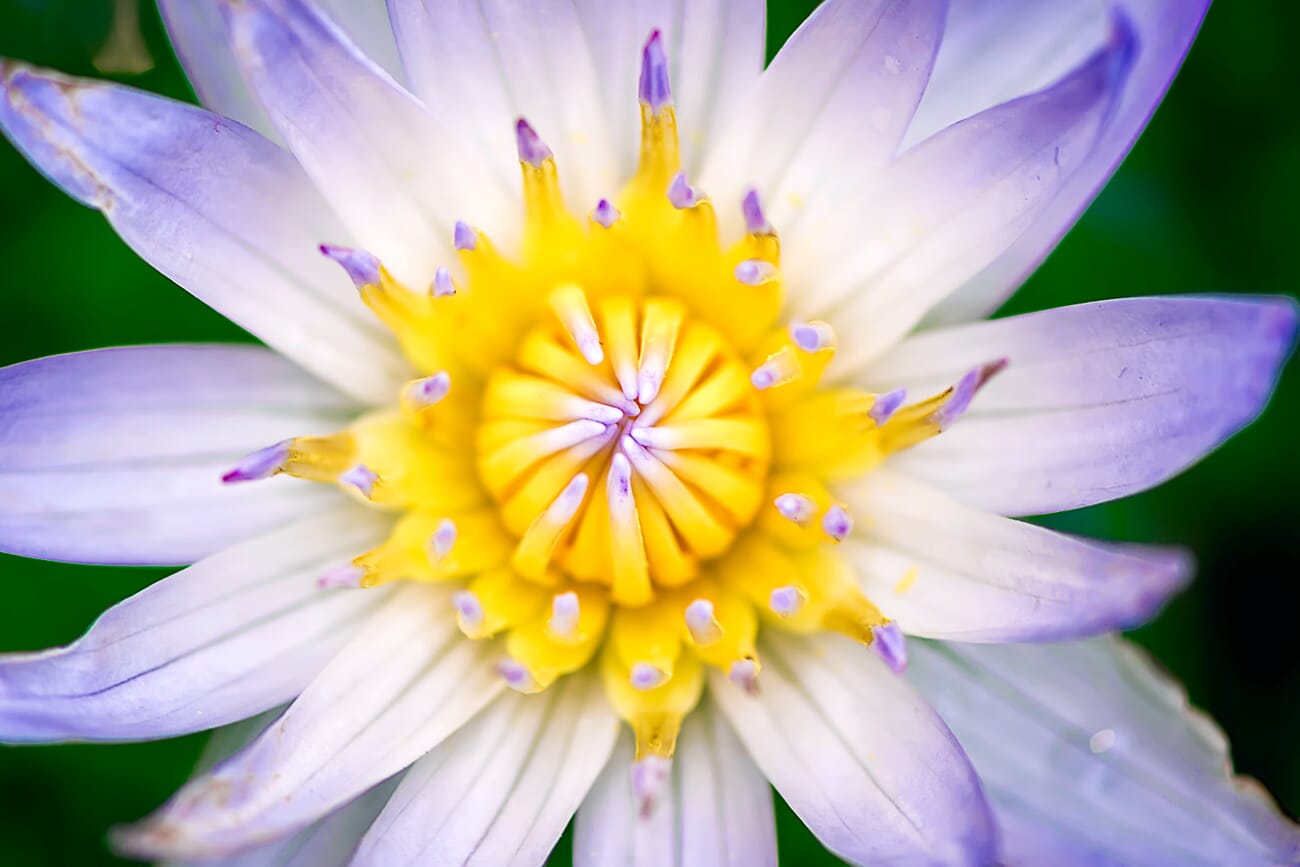 Close-up of a water lily under overcast diffused light