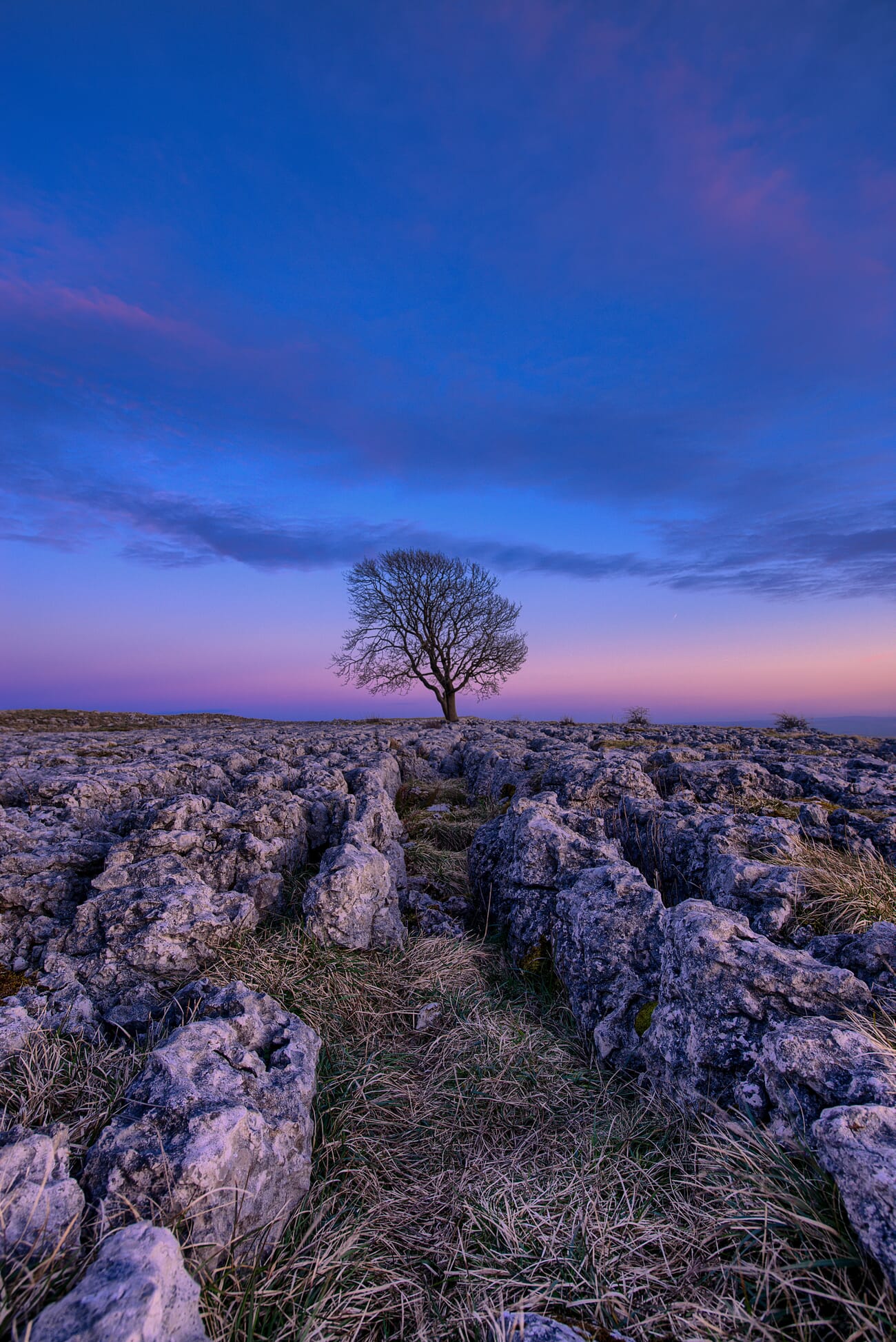 A lone tree landscape during blue hour, pastel sky