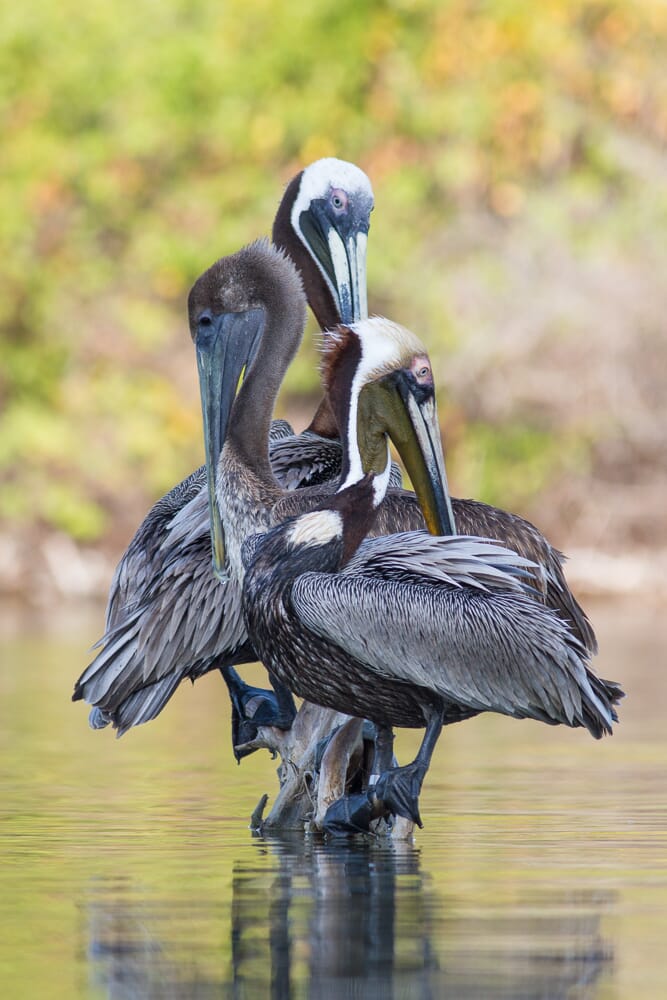 bird photography ultimate guide