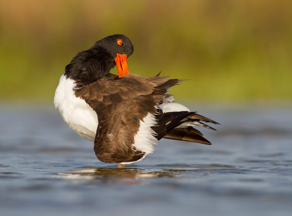 ISO in bird photography