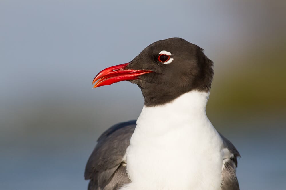 bird in frame