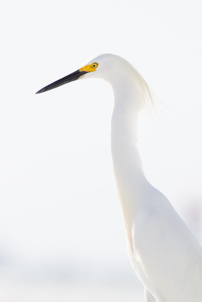 plain background with egret