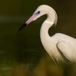 Camera Focus Points Explained - PhotoWorkout