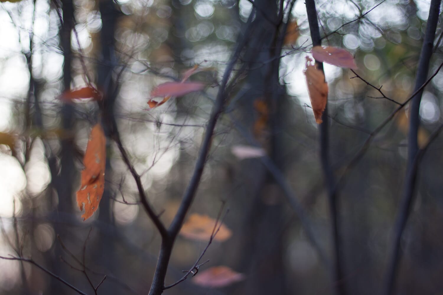 Dark forest scene with a few autumn leaves hanging from some branches.