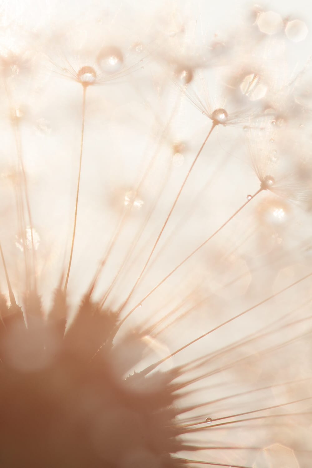 Dandelion seedhead close-up with drewdrops.