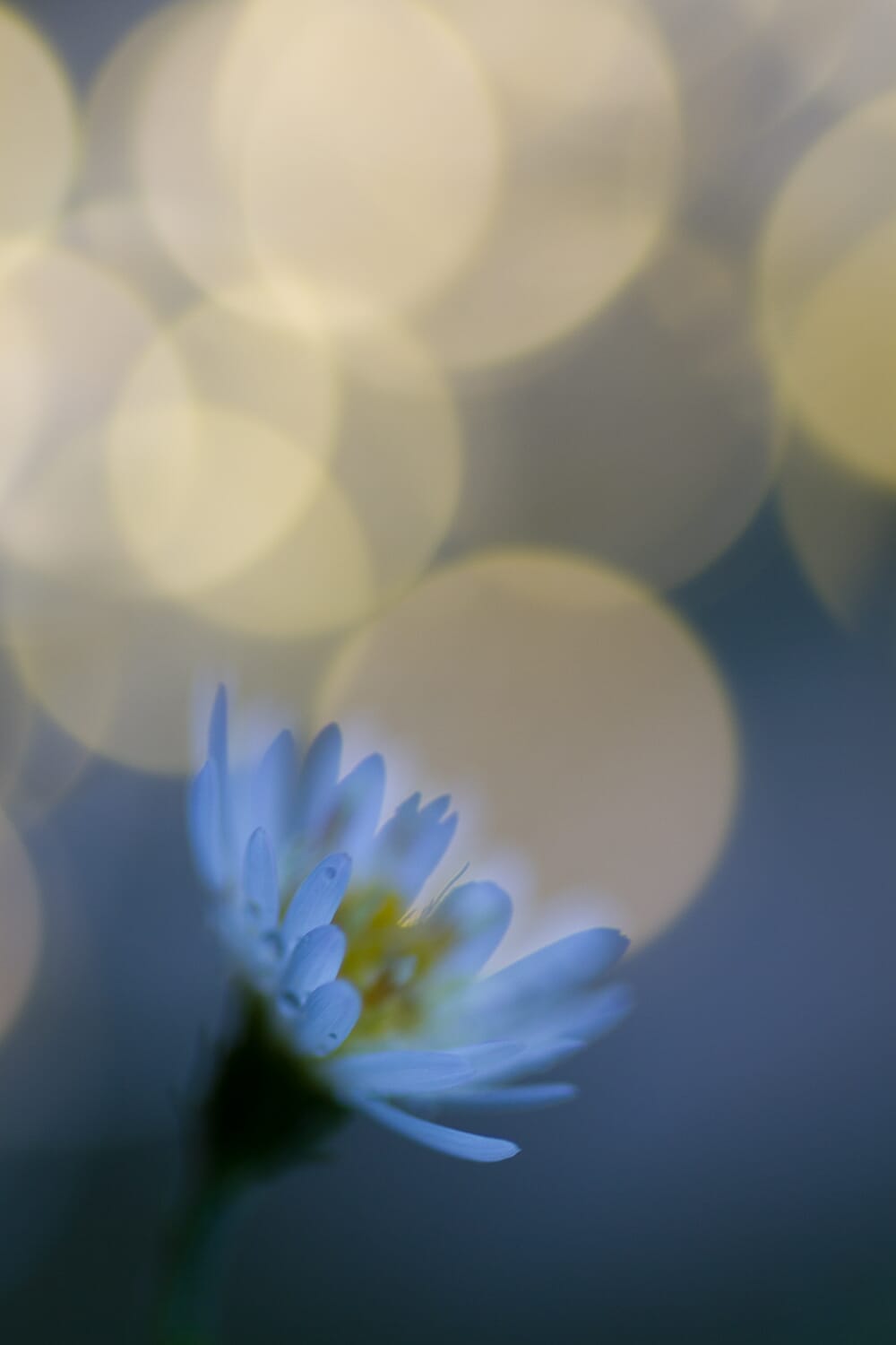 Close-up of an aster flower in low light with spots of bright gold in the background.