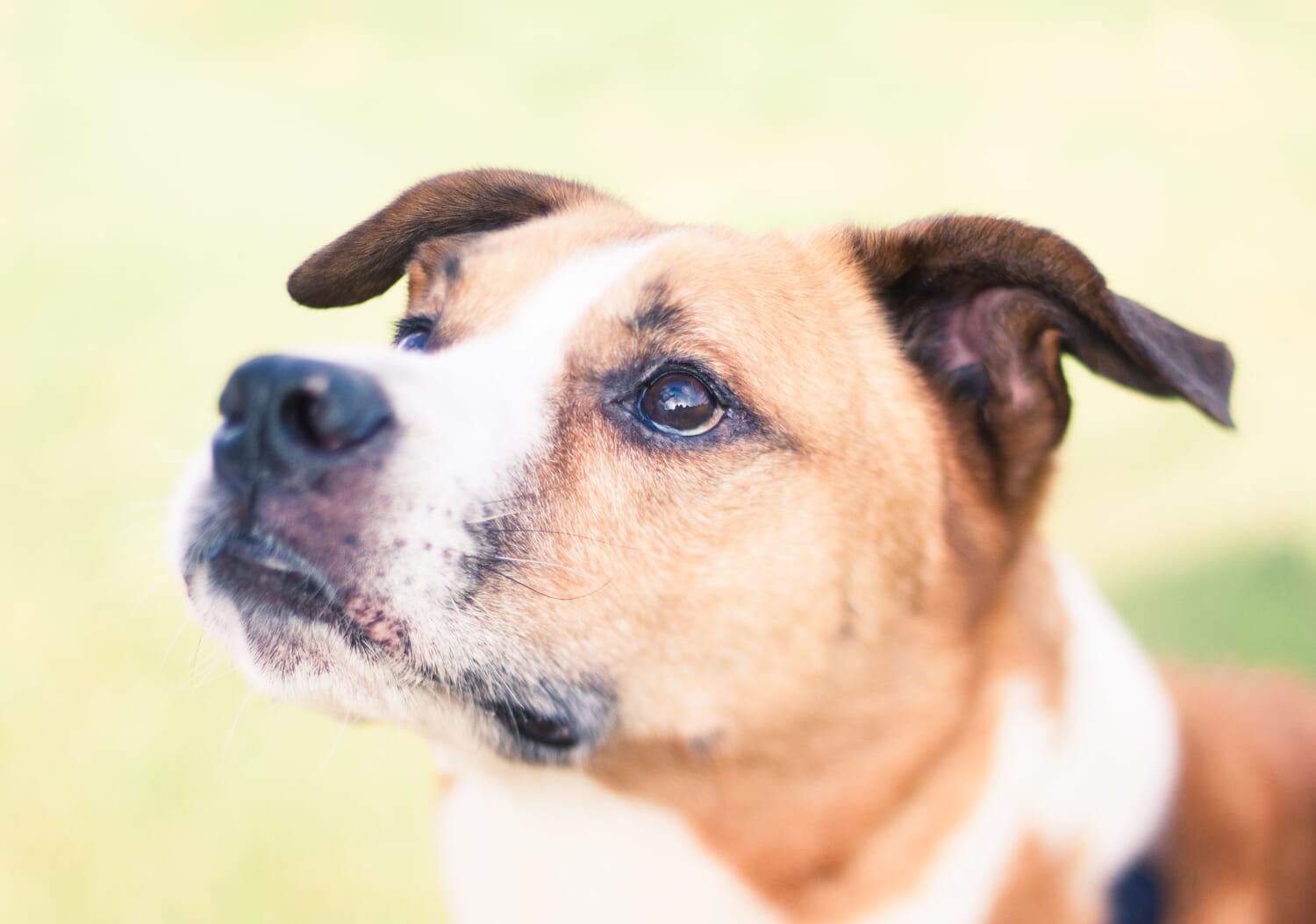 A brown and white dog with its ears go against a green background.