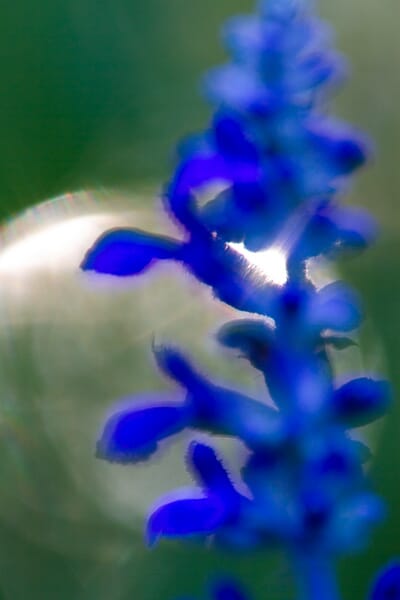 A highly abstract close-up of a blue flower with a blurry green and gold background.
