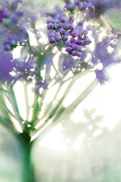 Small purple flower detail with a bright, soft-focus golden bokeh and a vivid green stem.