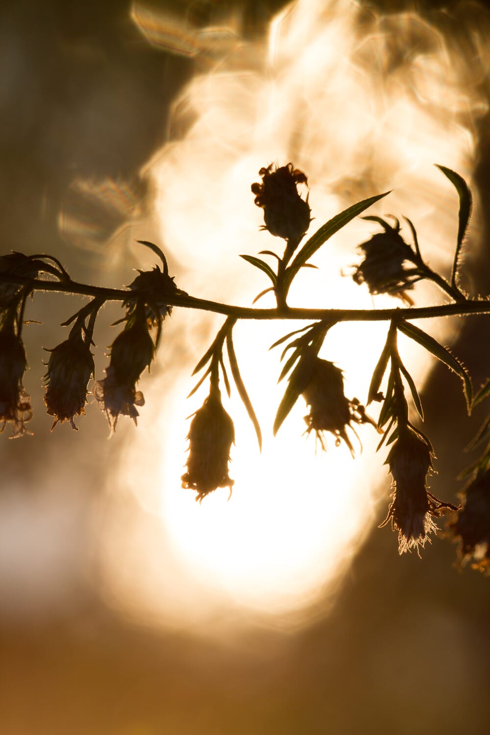 A flower silhouette against a slew of golden geometric bokeh.