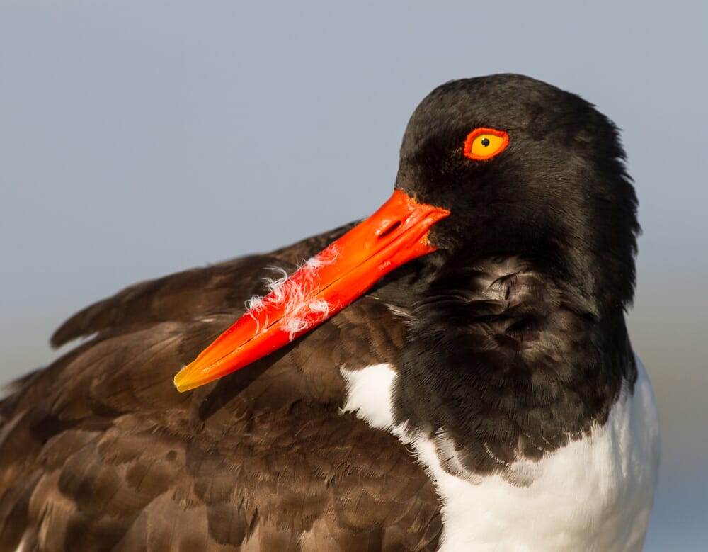 bird example