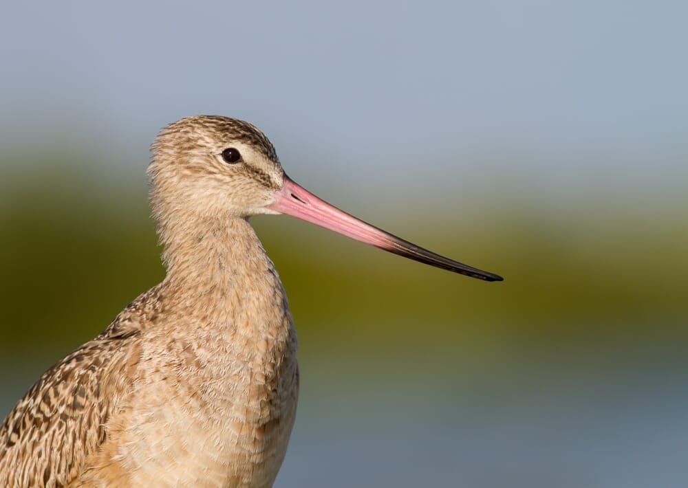 A marbled godwit headshot with a beautiful beak and a blue and green background.