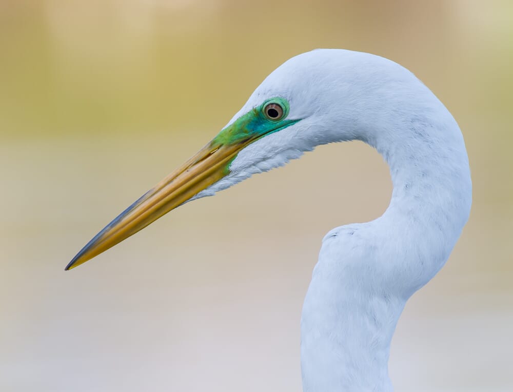A great egret head with a yellow beak, white feathers, and green around the eye.