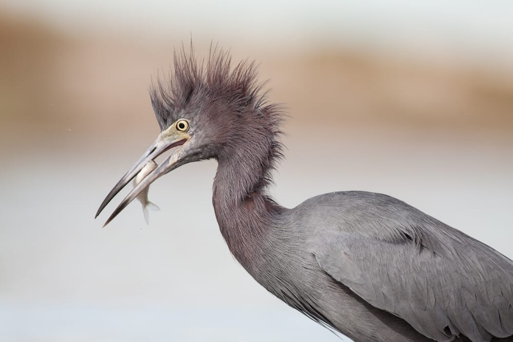 Little blue heron close-up holding a fish on a sandy background.
