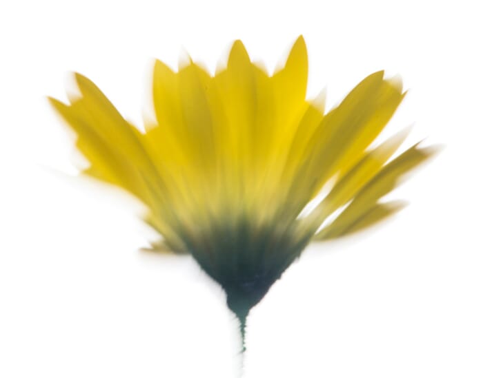 Abstract flower macro photography