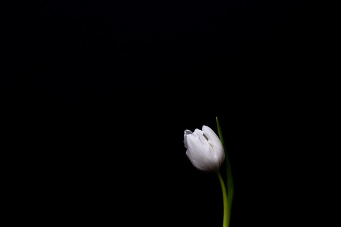 flower macro photography 14