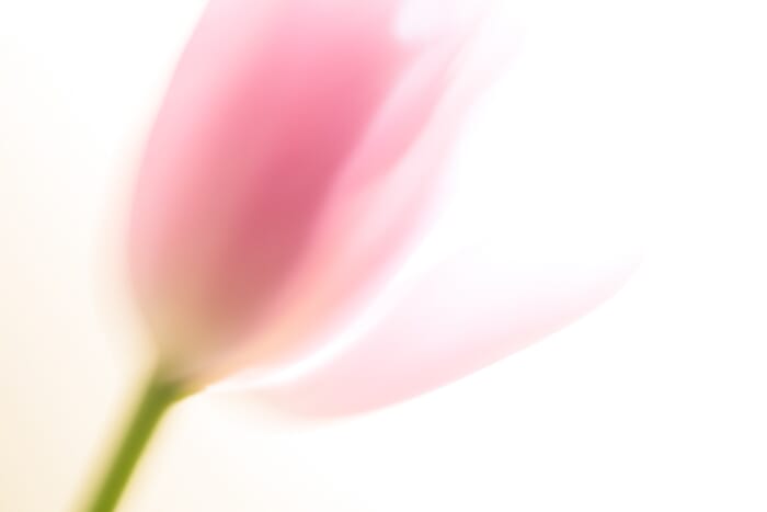 Use creative techniques for unique flower macro photography
