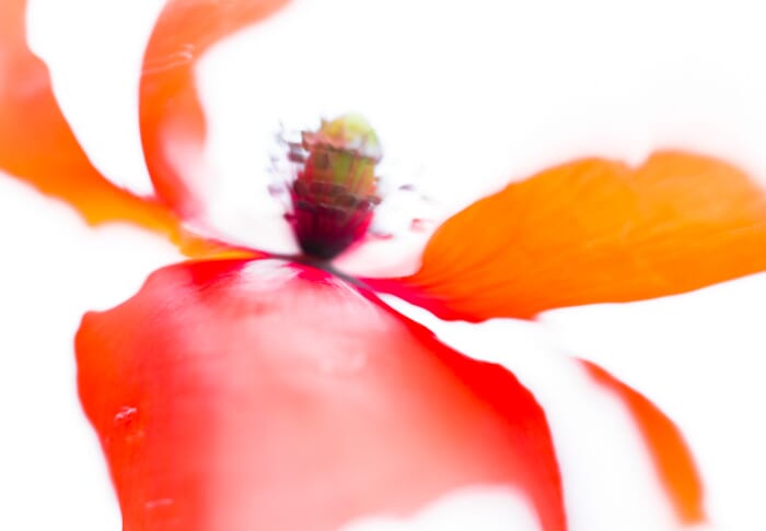Use intentional comera movement for abstract flower photos