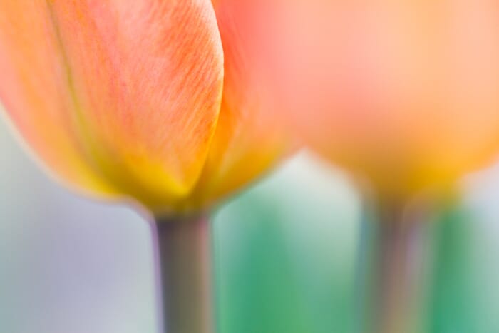 Lighting can help bring out colors in your images