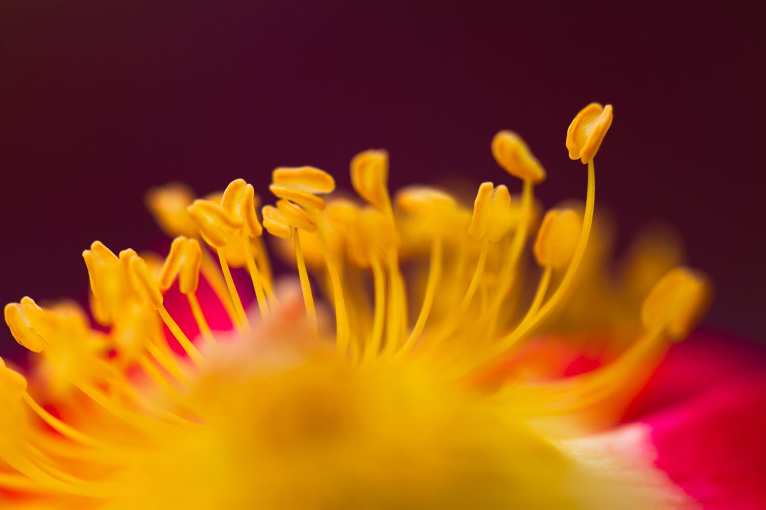 Look for a new view in your flower macro photography