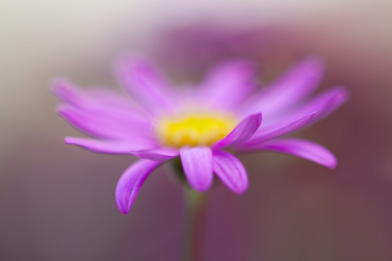 Isolate your subject for the best flower macro photography