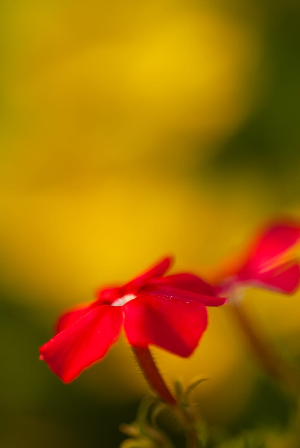 Frontlight your subject for an even look