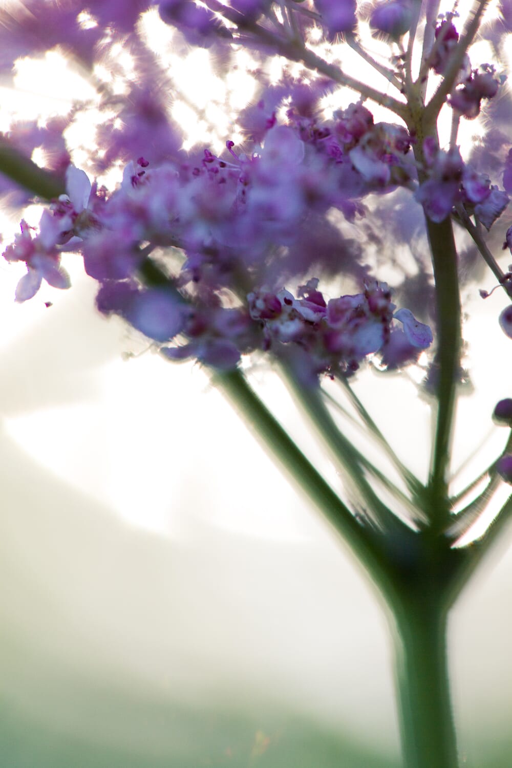 Backlight your subject for a dramatic look