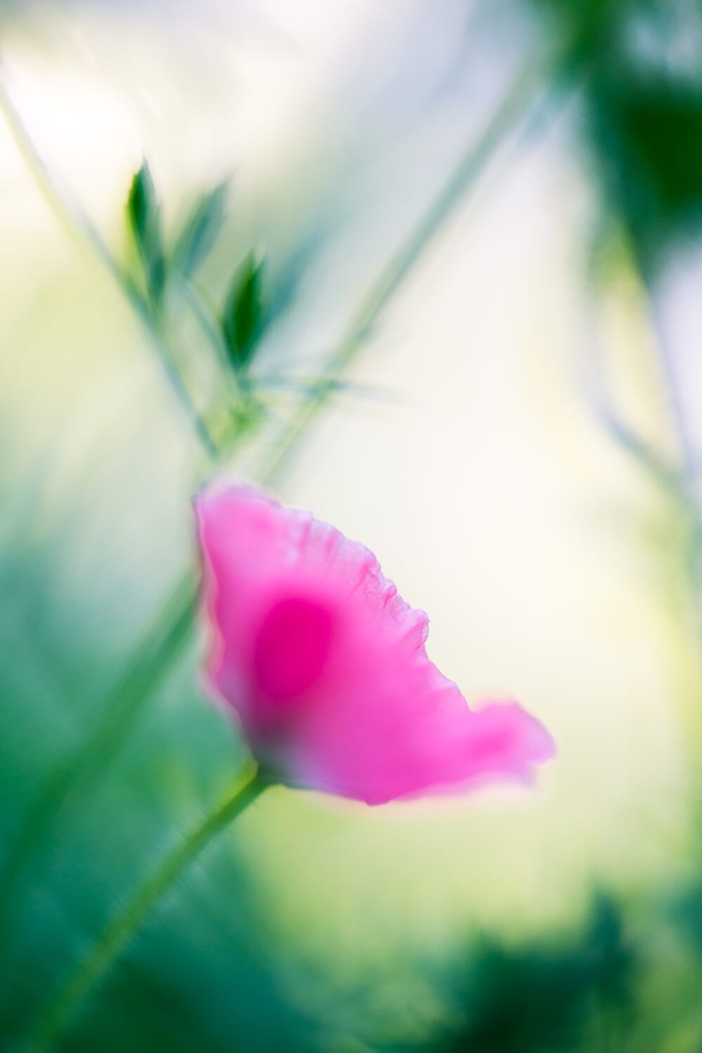 Use the rule of thirds for the best macro compositions