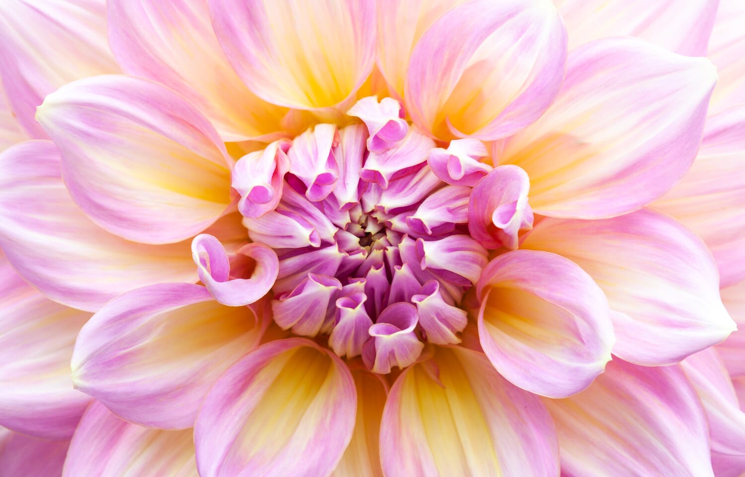 flower macro photography 32