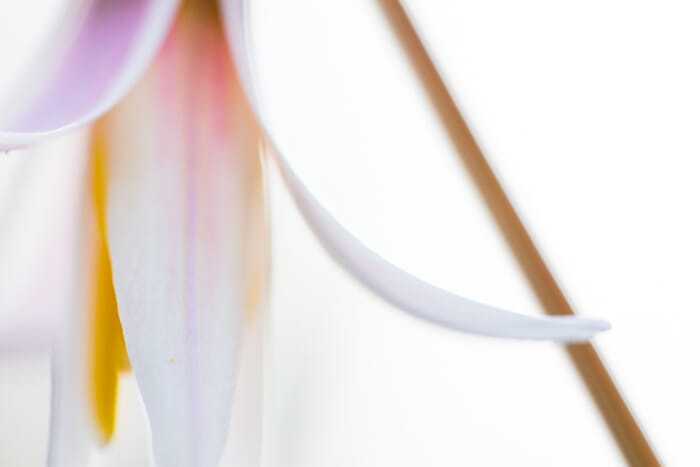 Get close for abstract flower macro photography