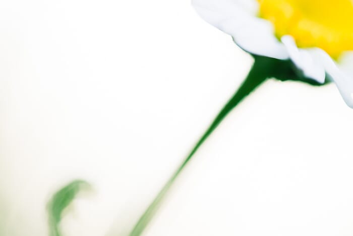 flower macro photography 34