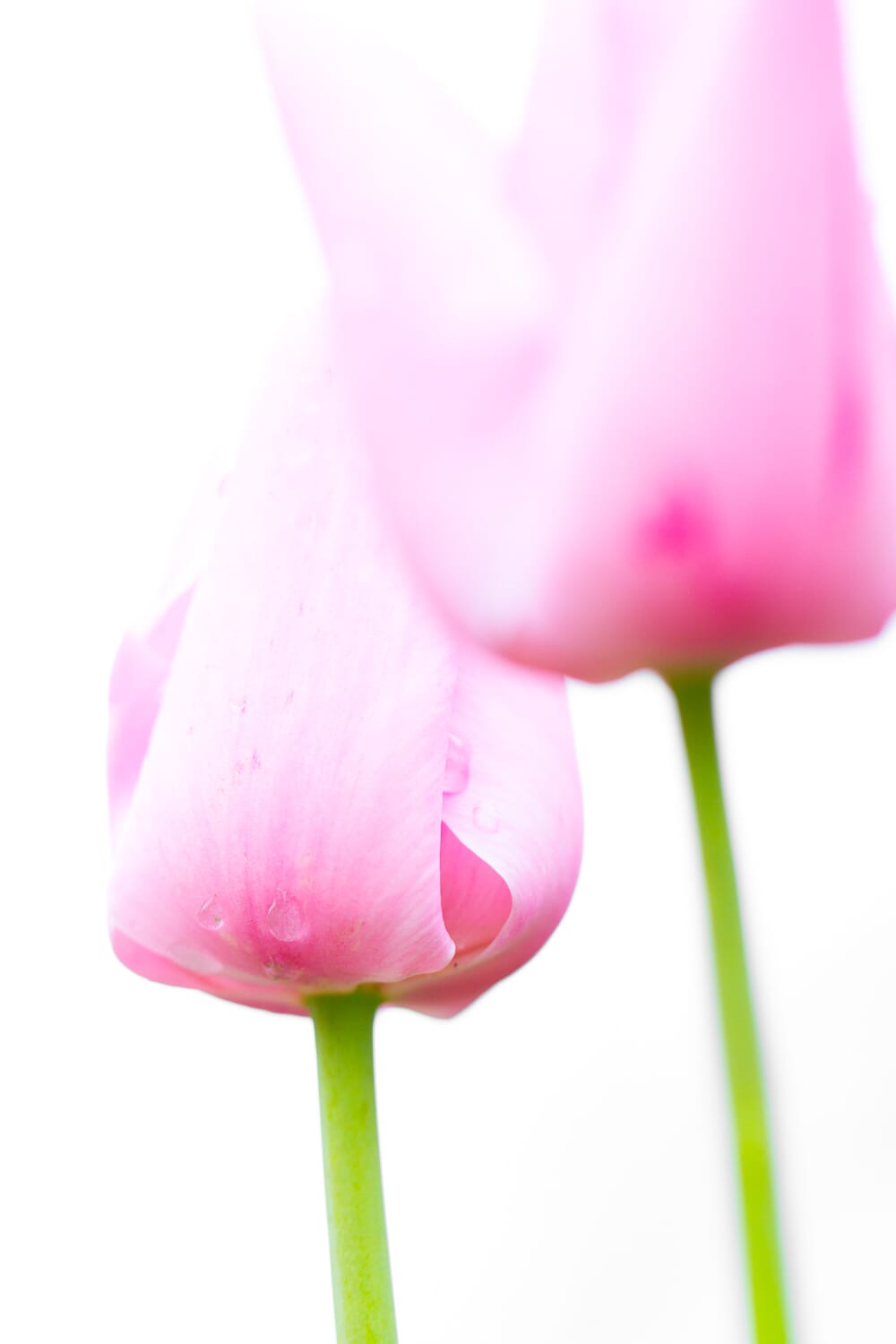 Shoot in cloudy light for flower macro photography