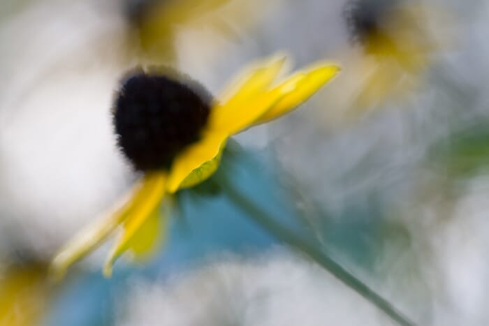 Work with your subject background distance for the best flower macro photography