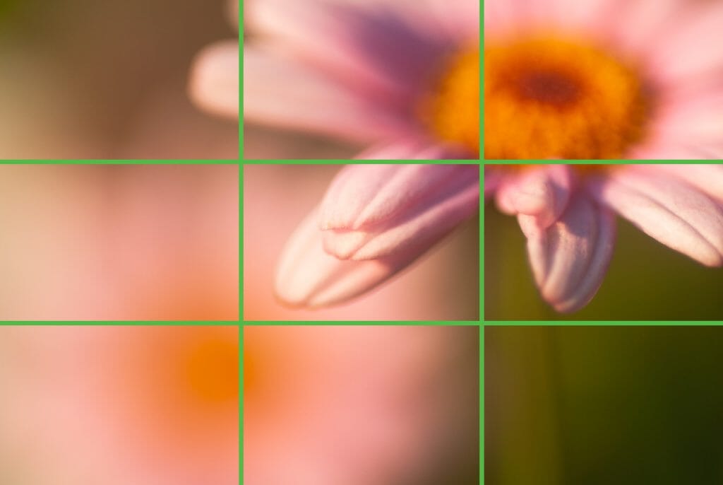 Use the rule of thirds when composing for your flower macro photos