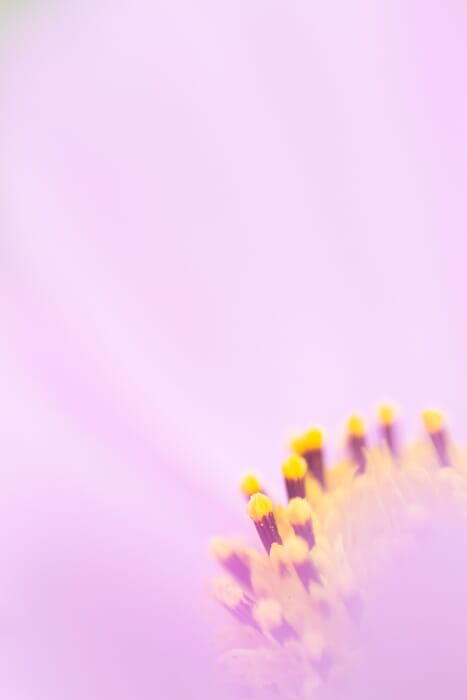 abstract flower macro