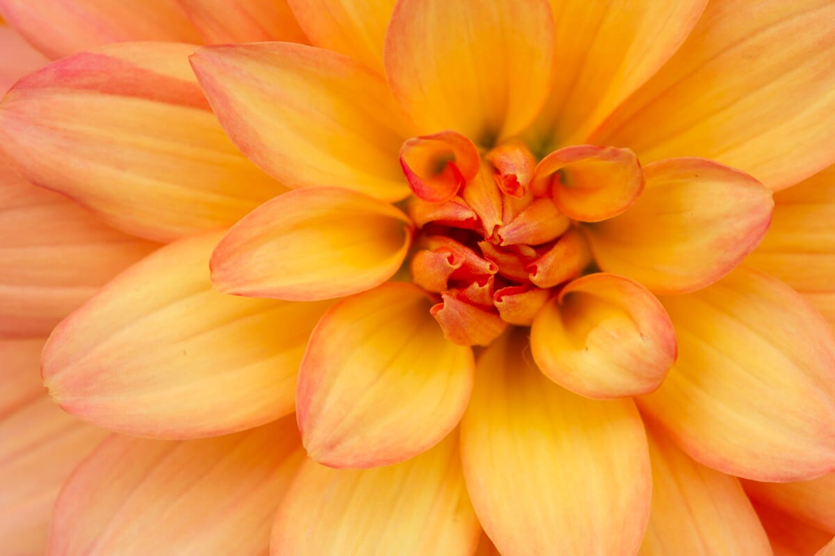 focus bracketing 5