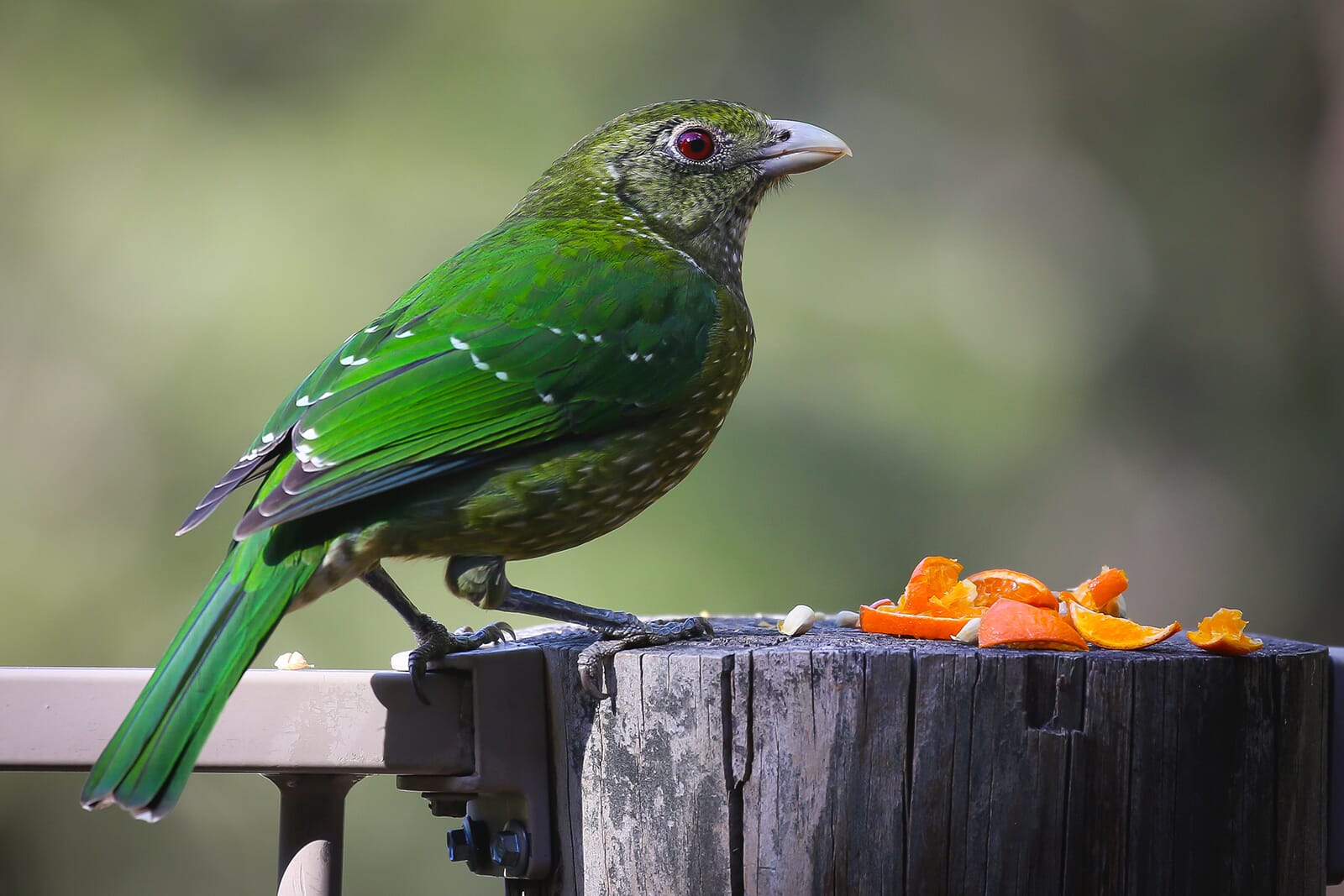 You can also show interactions with fruit and wildlife