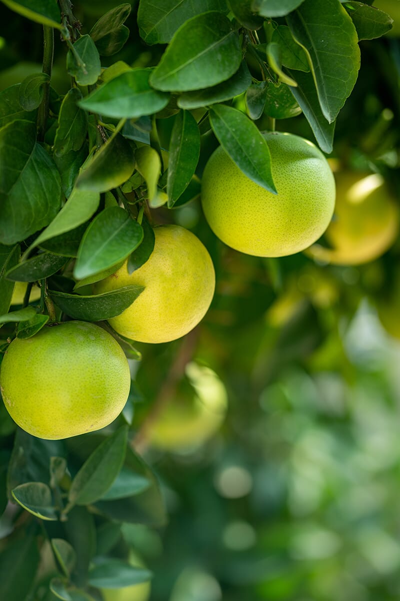 Why not show fruit still hanging on the tree?