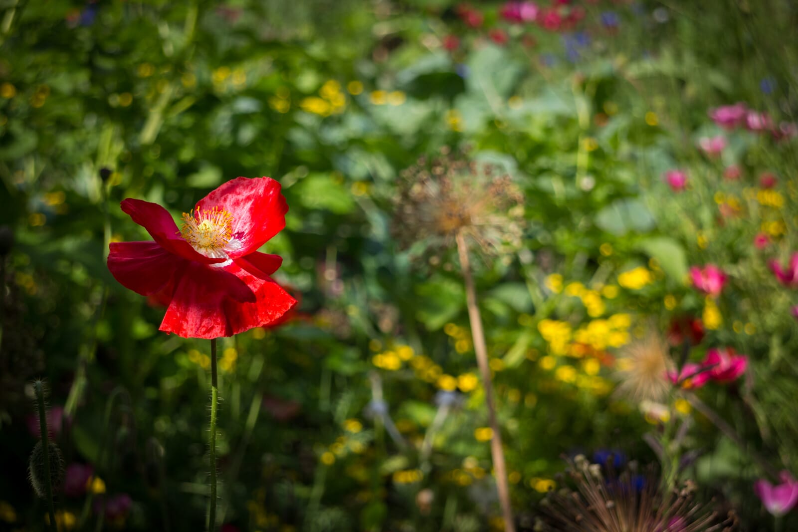 GardenPhotographyTips 1