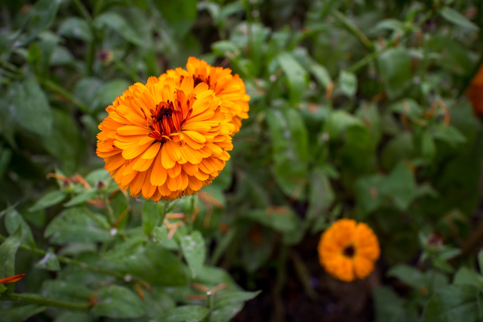 GardenPhotographyTips 11