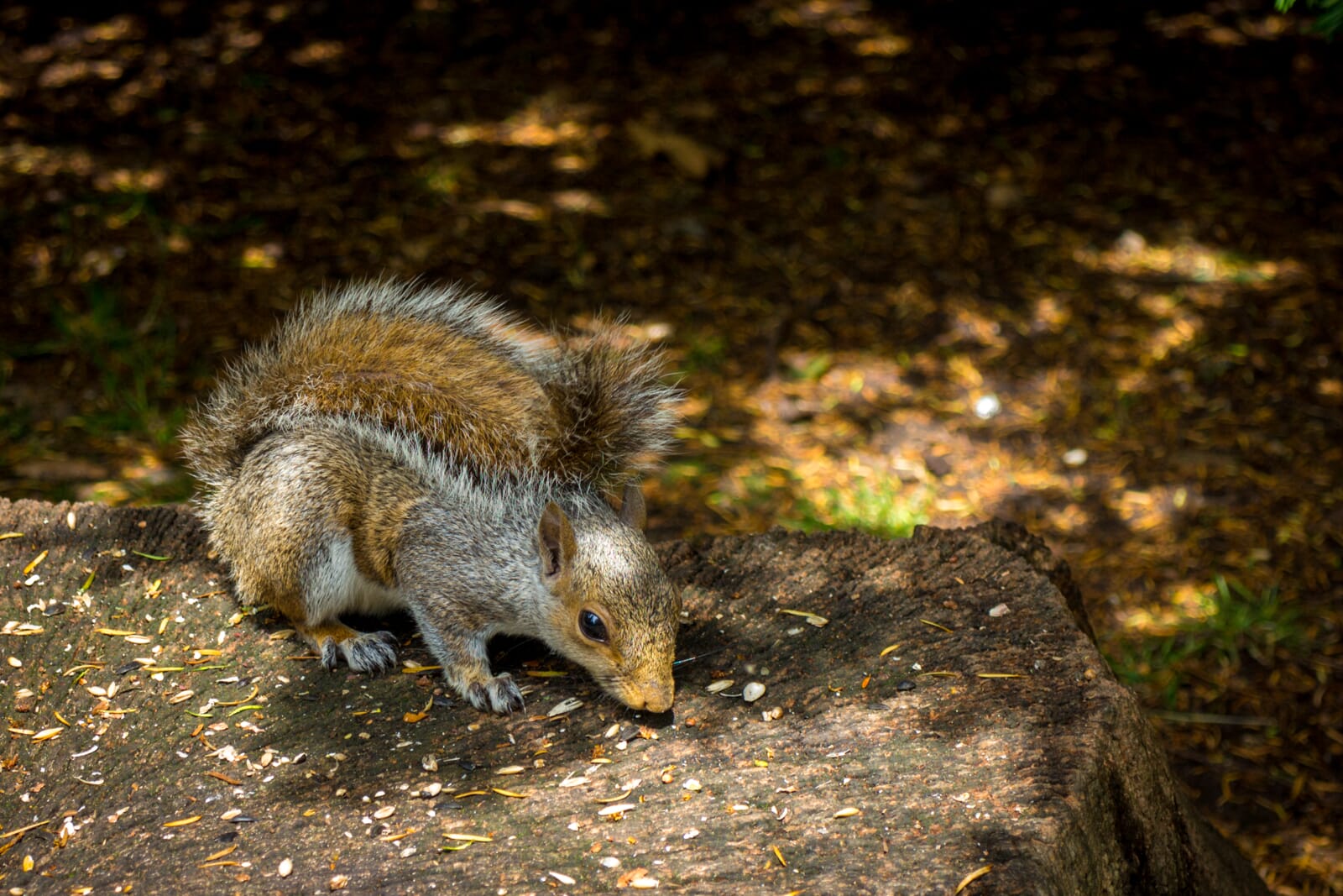 GardenPhotographyTips 3
