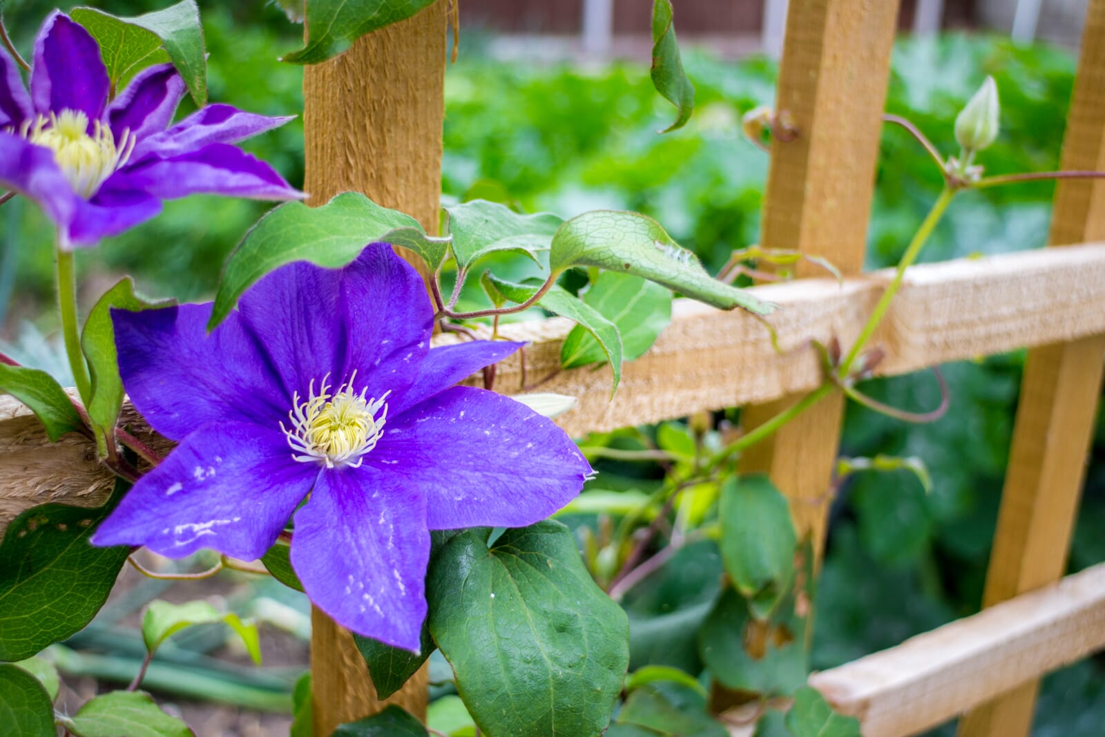 GardenPhotographyTips 8